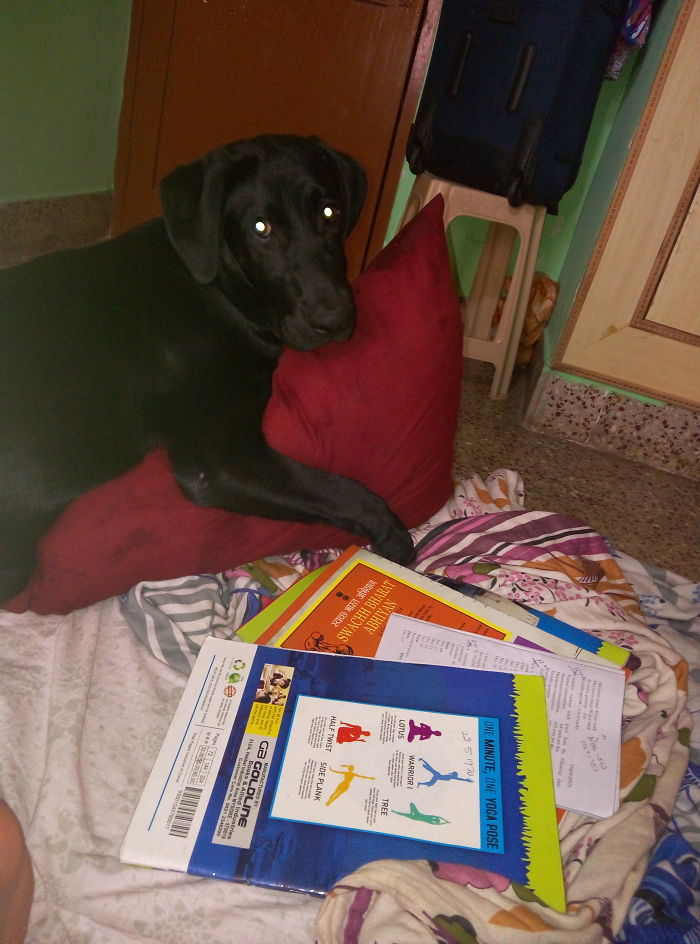 When I Said "good Boy Scooby"..!! 😂😂