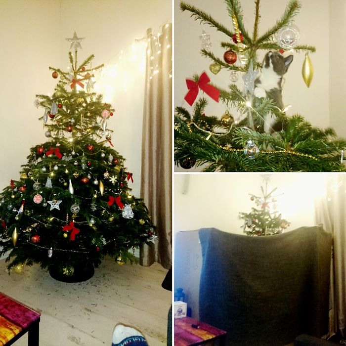 Only Cat Owners Will Understand...