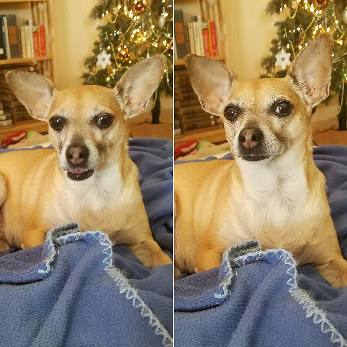 Scofield Before And After "good Boy!"