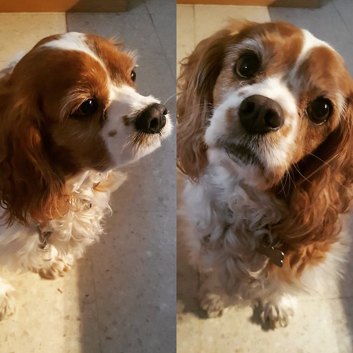 Walli Is Always Waiting For A Treat When He Gets Called A Good Boy!