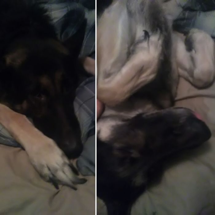 "who's A Good Boy?" "me! I'm The Good Boy!"