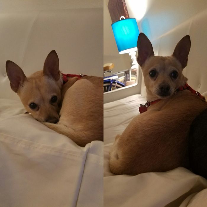 Before And After Being Called A Good Boy