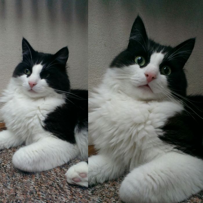 My Friend's Cat Kirra Before And After Being Called A Good Boy