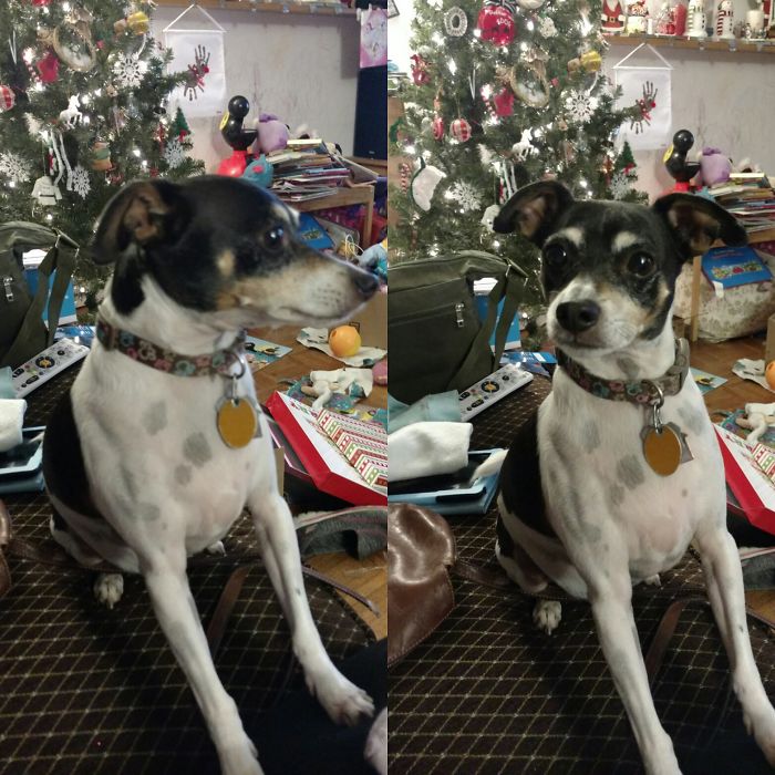 Bitty Before And After Being Told He's A Good Boy!