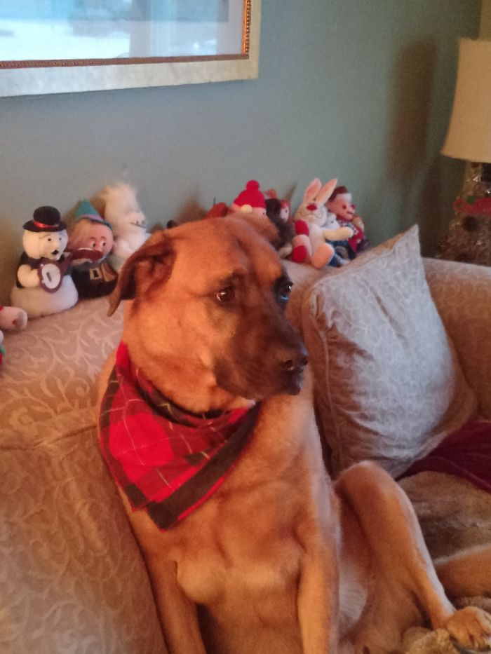 Marley Knows He's A Good Boy!