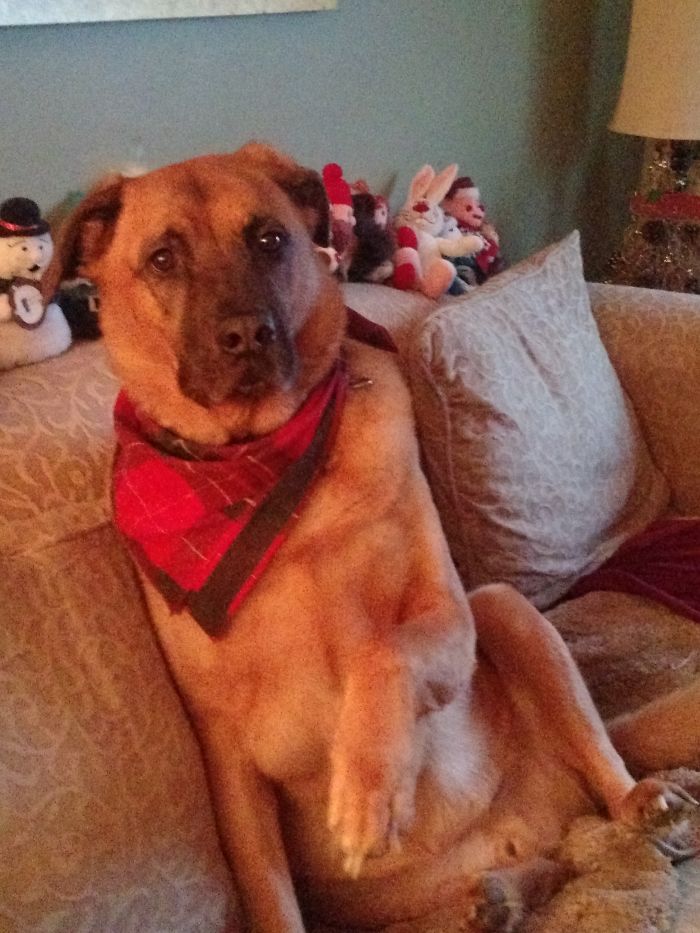 Marley Is A Good Boy!