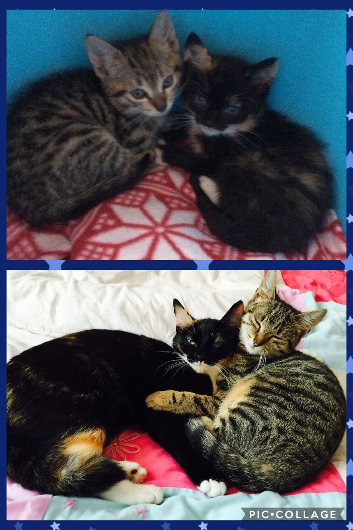 Tux & Myrtle, 2 Abandoned Little Kittens. 2 Years Later Two Much Loved Family Pets :)