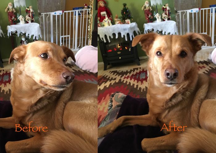 Buddy The Elf, Before And After "good Boy!" ✌🏻🌎