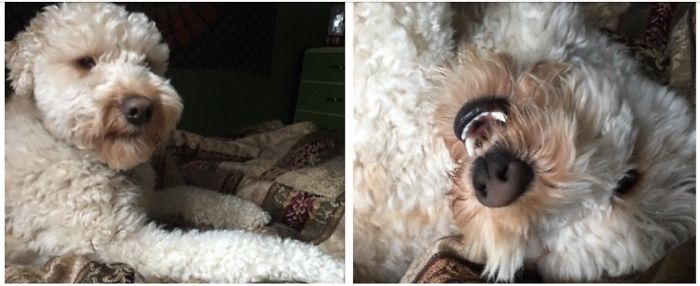 Before And After Being Called A "good Boy".