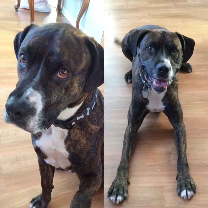 Before And After Being Called A Good Boy