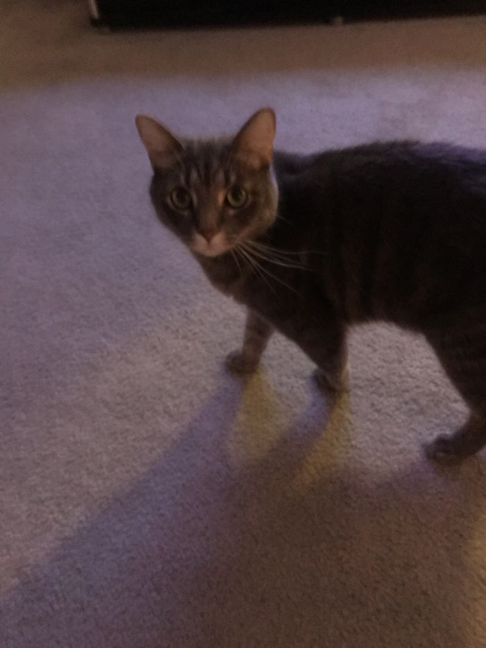 Star Before I Call Him A Good Boy