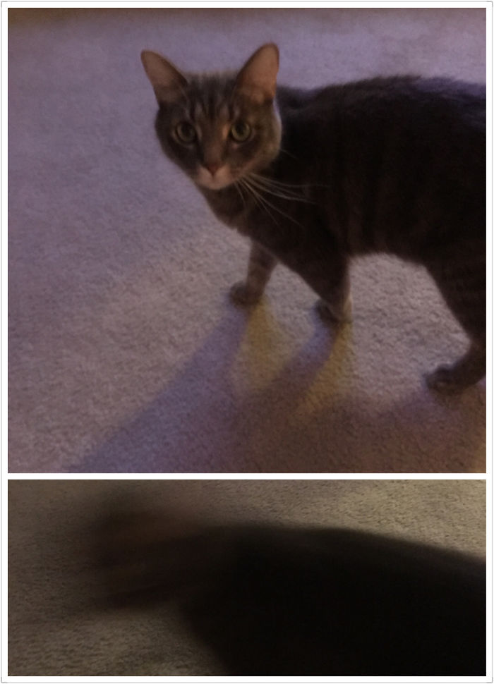 My Cat Ran When I Called Him A Good Boy