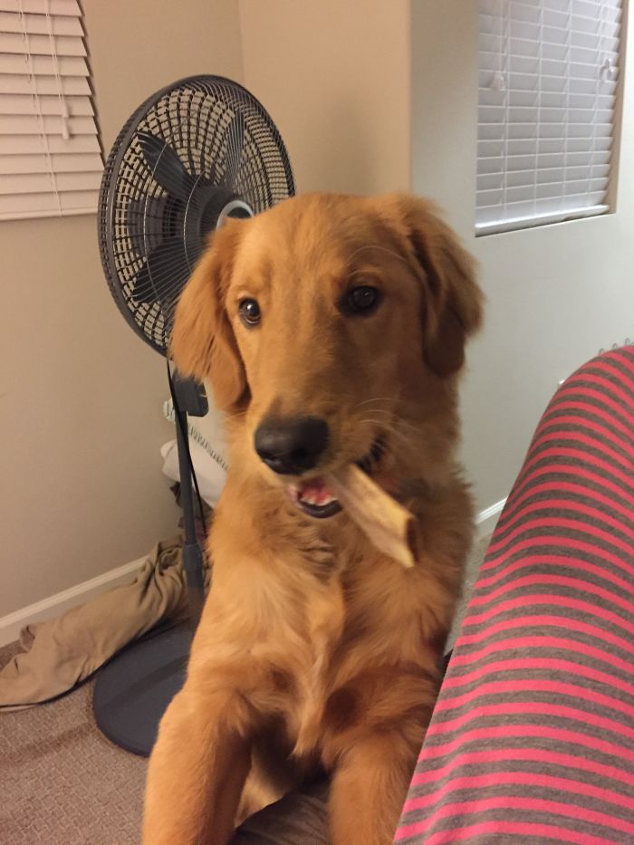 Whose The Good Boy?!?