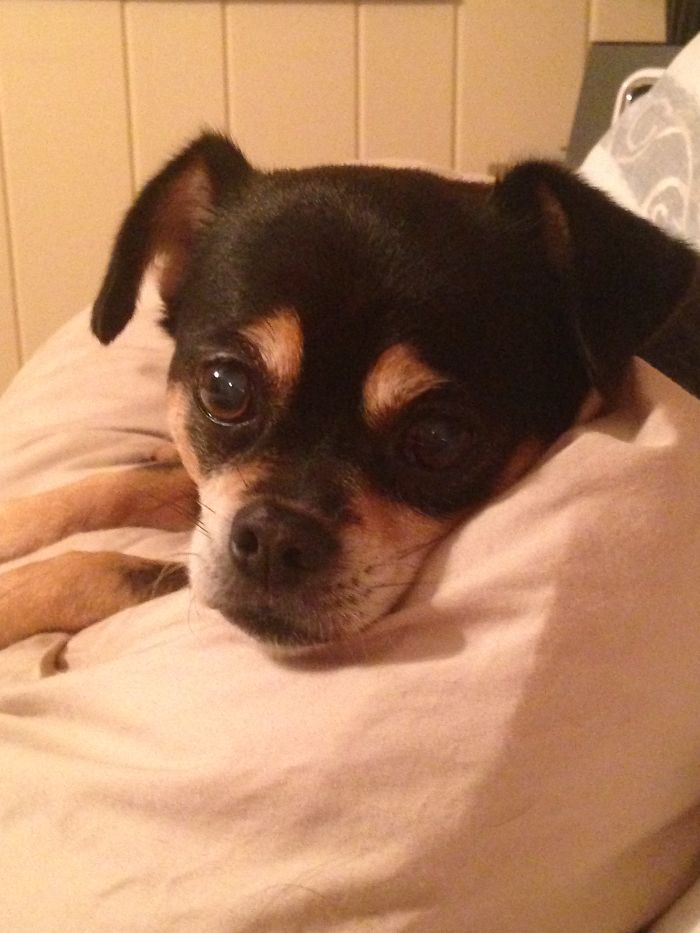 Before And After "good Girl!" "i'll Wag My Tail, But I'm Sure As Hell Not Getting Up!"