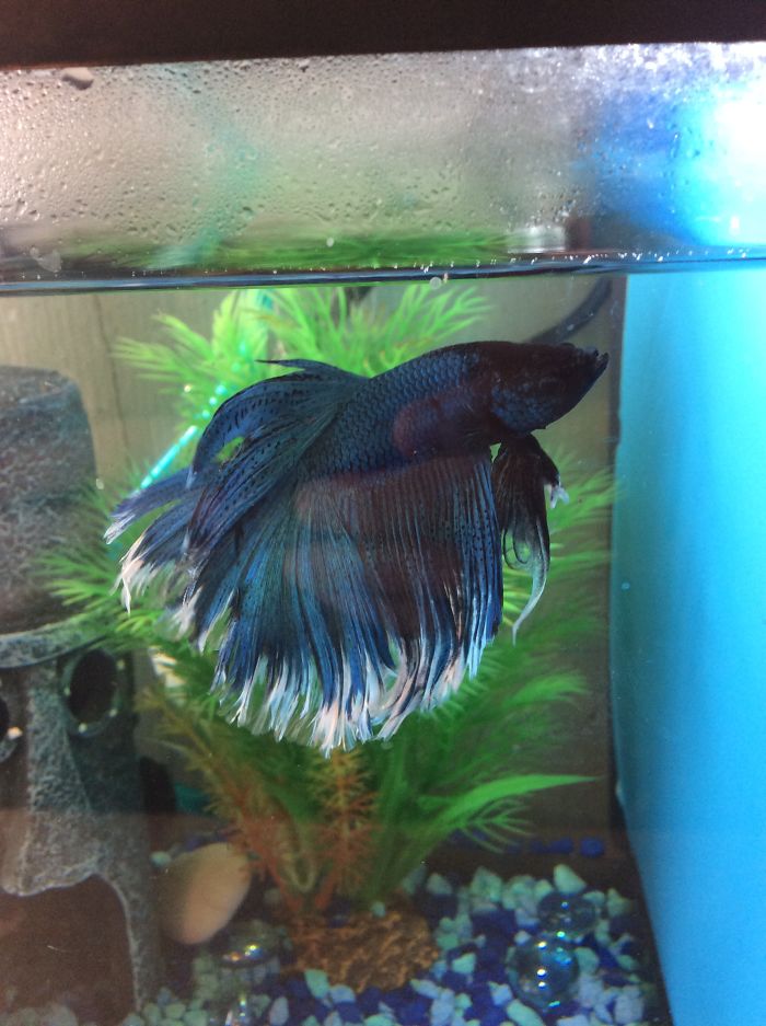 Before & After Being Called A Good Boy