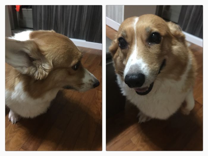 Happy Corgi Gal