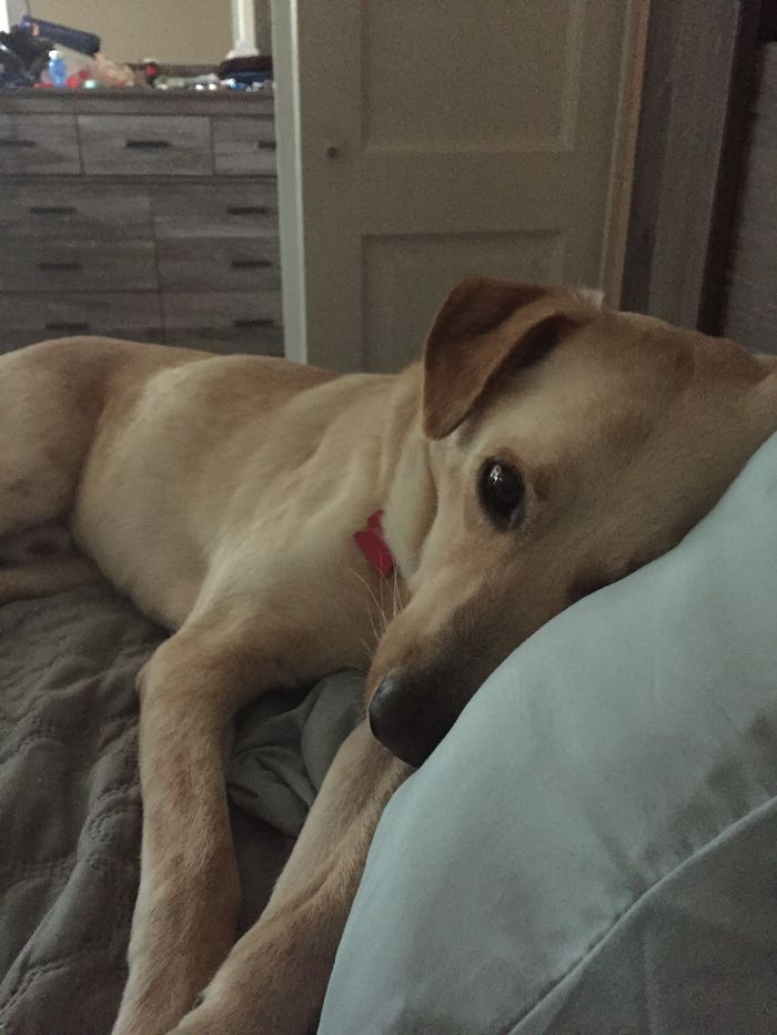 Before And After Being Asked..."who's A Good Boy!"