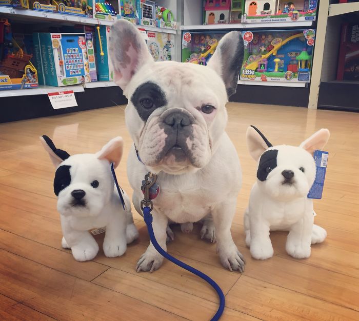 My Dog Looks Exactly Like The Bored Panda Logo