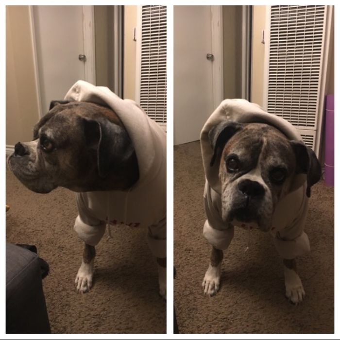 Hey...who's A Good Boy?