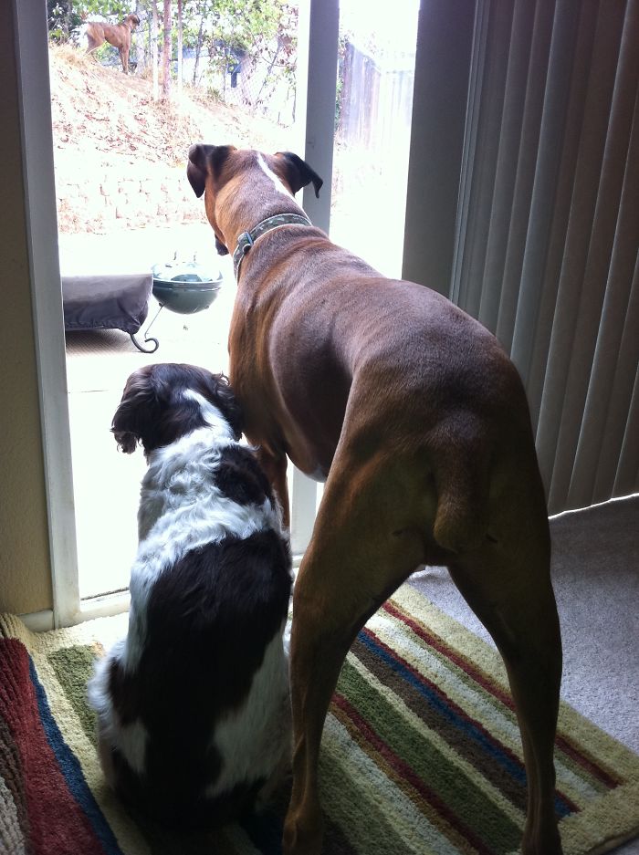 Zena The English Springer Spaniel Who Became The Adoptive Aunt To King The Boxer Pup