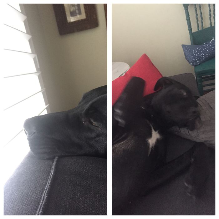 Good Girl = Belly Rub!