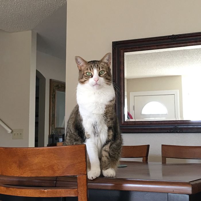 Before & After Being Called A Good Boy