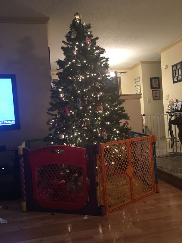 Christmas tree protected by a colorful playpen to keep cats and dogs away.