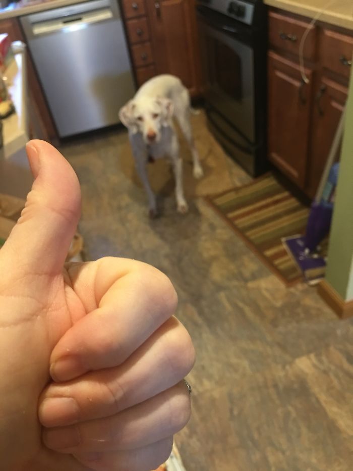 Chance, After Seeing The "good Boy" Thumbs Up Sign!