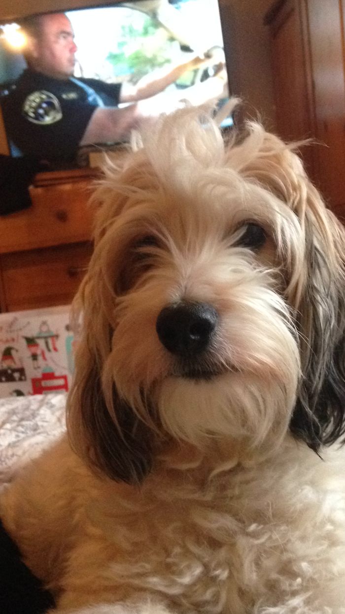 Before And After Being Told Good Boy