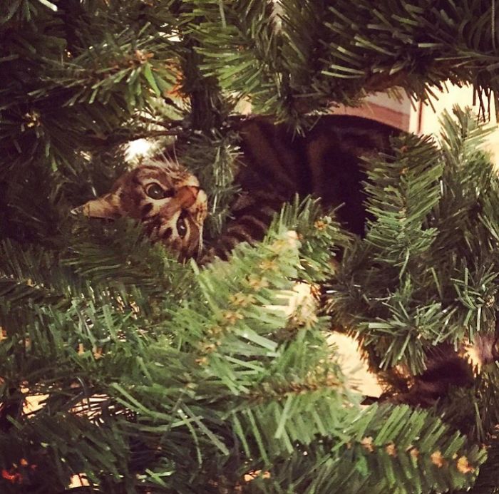 Just Unpacked The Christmas Tree. That Is A Good Start..!