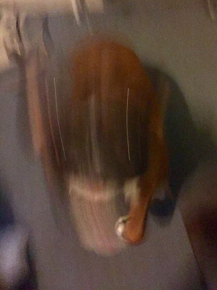 Opie Gets A Little Excited 😂