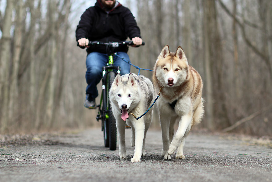 My Beautiful Huskies Helped Me Overcome Clinical Depression And Get On My Feet Again