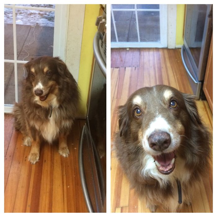 Before And After Being Called A Good Boy
