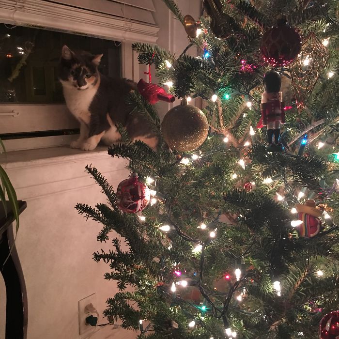 As Soon As The Humans Leave, You're Mine.