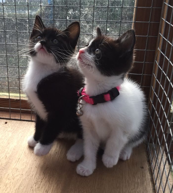 Bertie And Bella. Brother And Sister. Bertie Mostly Black