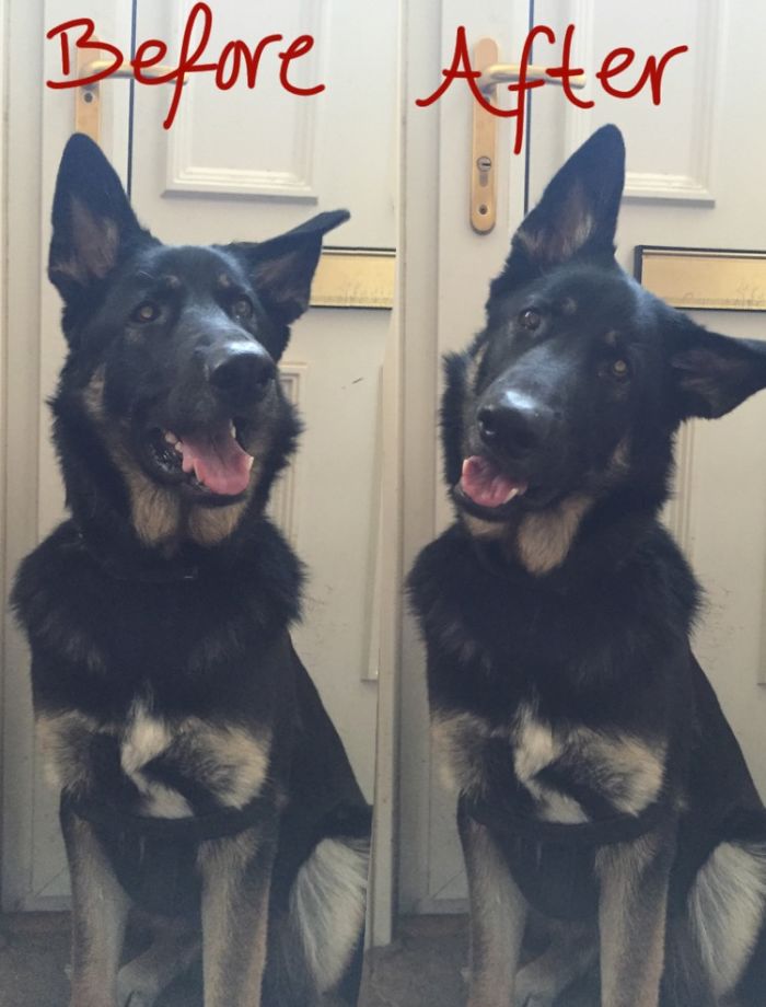 Before And After Being Called A Good Boy.