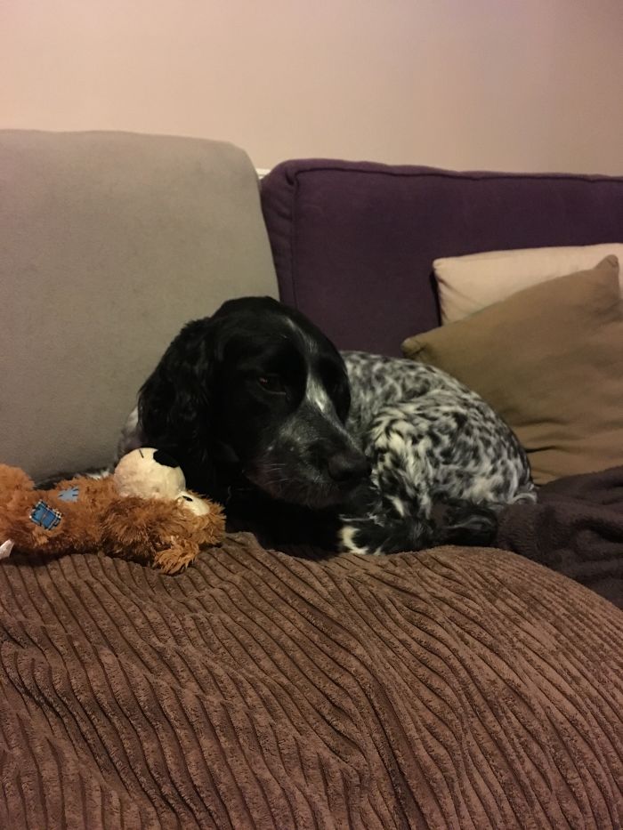 Hetfield Before And After Being Told He's A Good Boy