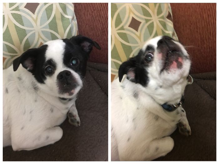 Before And After Being Called A Good Boy!