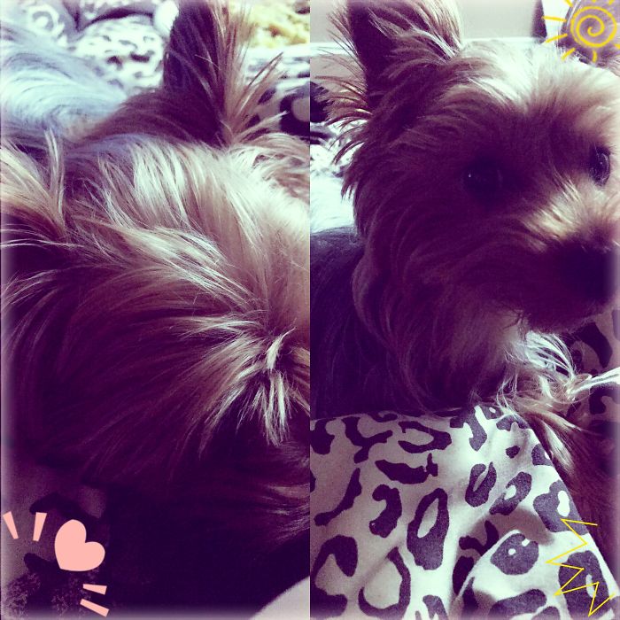 Before And After Saying Good Boy