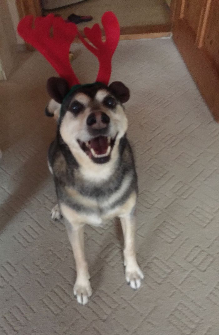 After Calling My 11 Years Old Dog A " Good Deer"