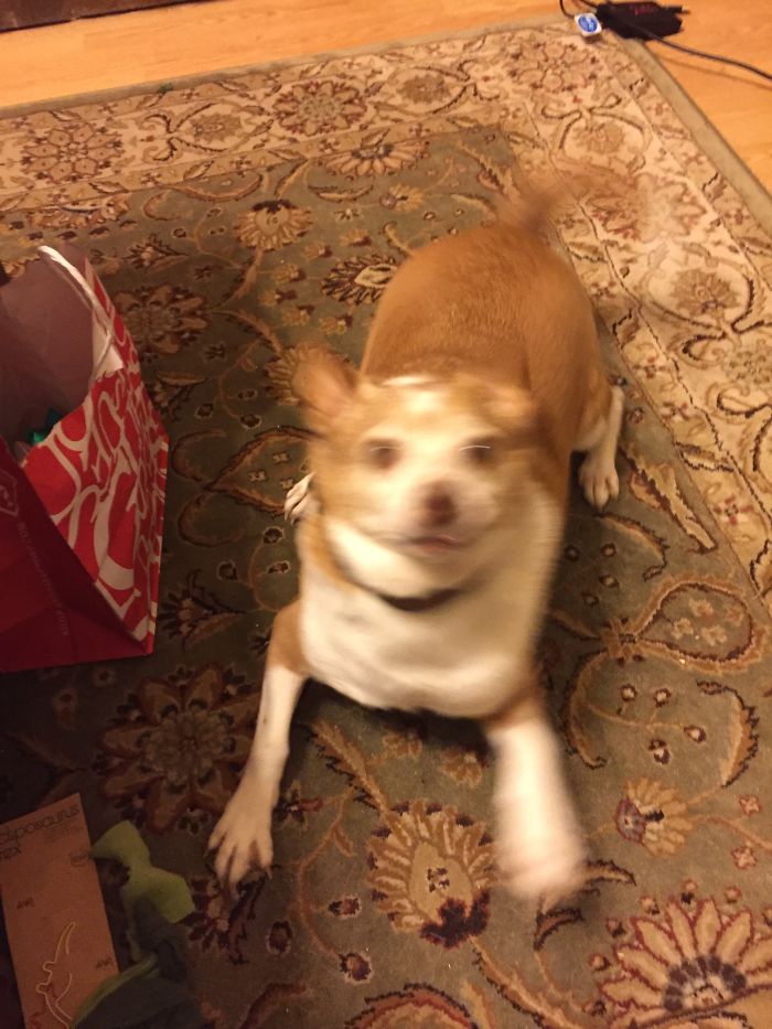 Before And After Being Called A "good Boy!"