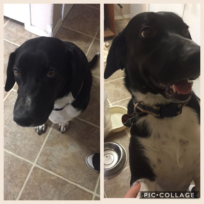 Before And After Being Called A Good Boy