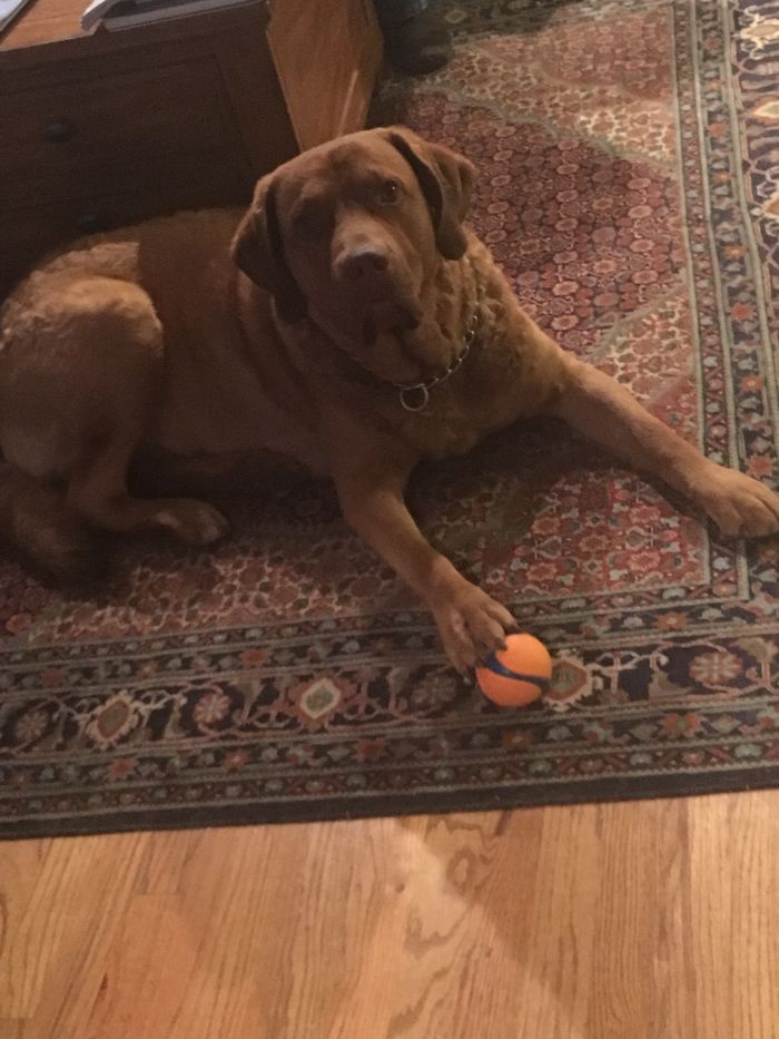 Before And After Being Called A Good Boy