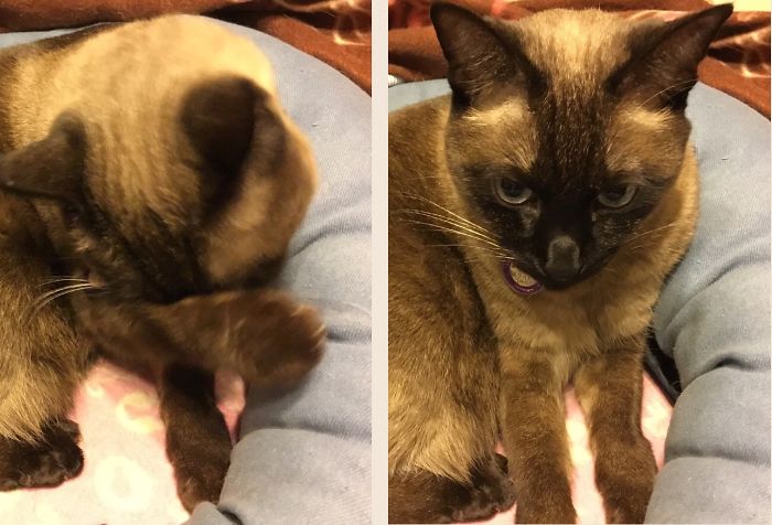 Siammy Before And After Being Called A Good Boy.