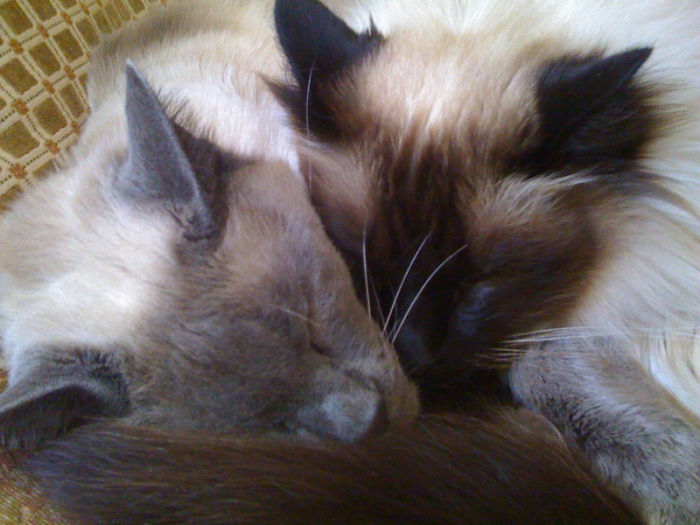 They Were Inseparable For 12 Years, Til This Past Thanksgiving Day When Aiko Left Us And Went To Rainbow Bridge.