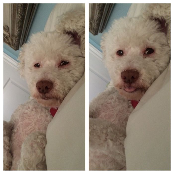 Before And After: Who's A Good Boy?