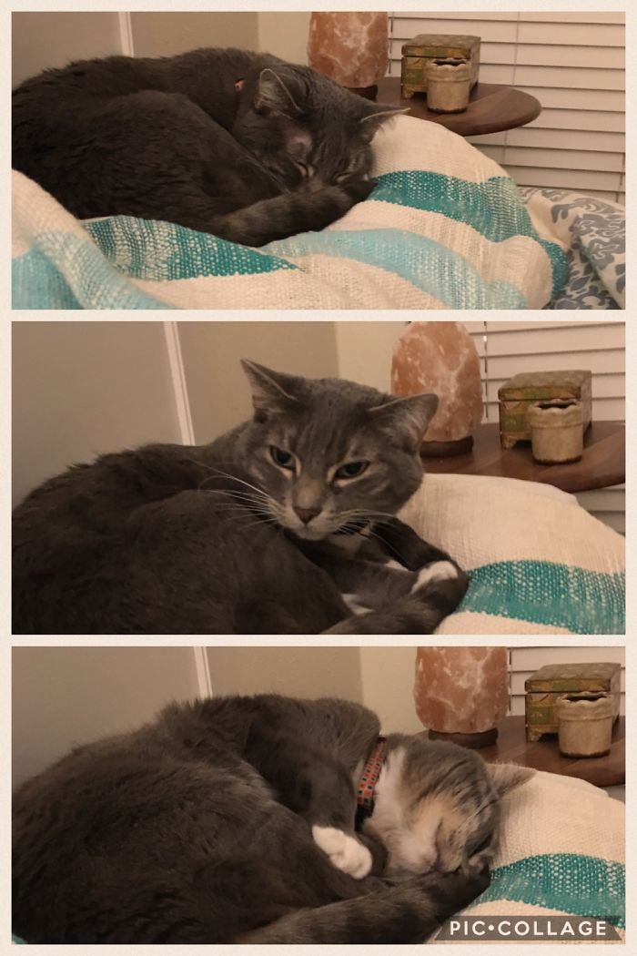 Oliver's A Good Boy....sometimes