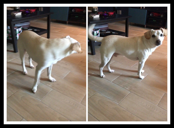 Before And After Being Called A Good Boy