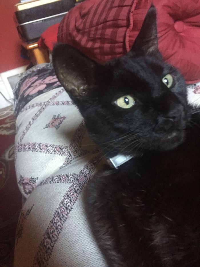 I'm Not So Sure About After, Those Claws!