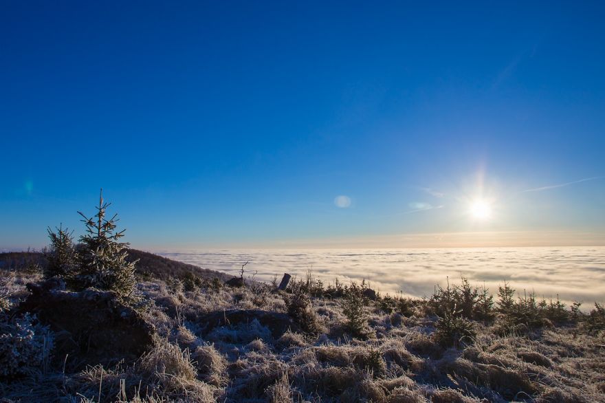 Frozen Forest On Christmas